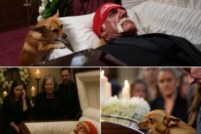 HEARTBREAKING NEWS: At the last tribute to WWE icon Hulk Hogan, surrounded by white wreaths and the soft shimmer of candlelight, his cherished Chihuahua — Duke — was carried by the family to rest quietly by the casket, his mournful eyes still seeking the resonant, familiar voice that once summoned him.